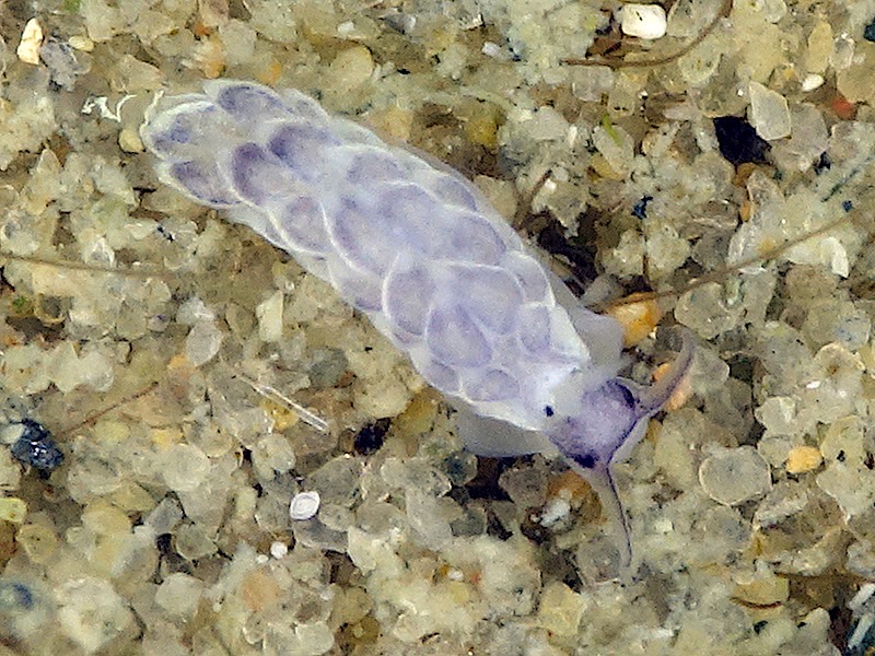 r0002a