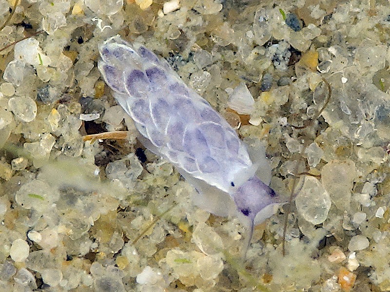 r0002a