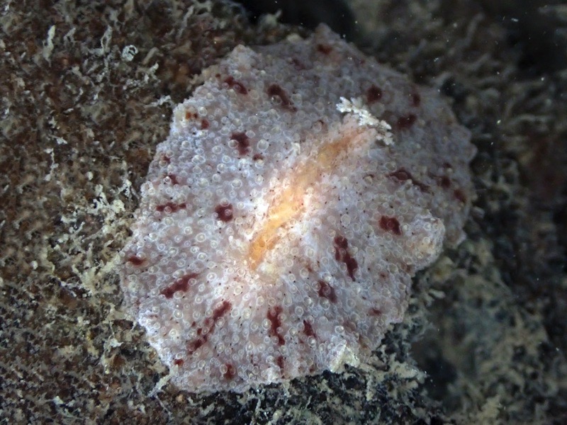 r0002a