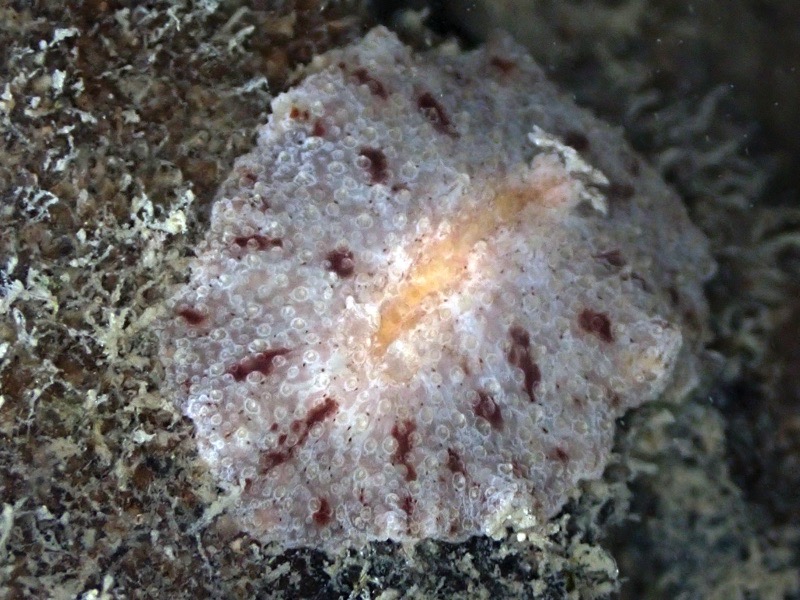 r0002a