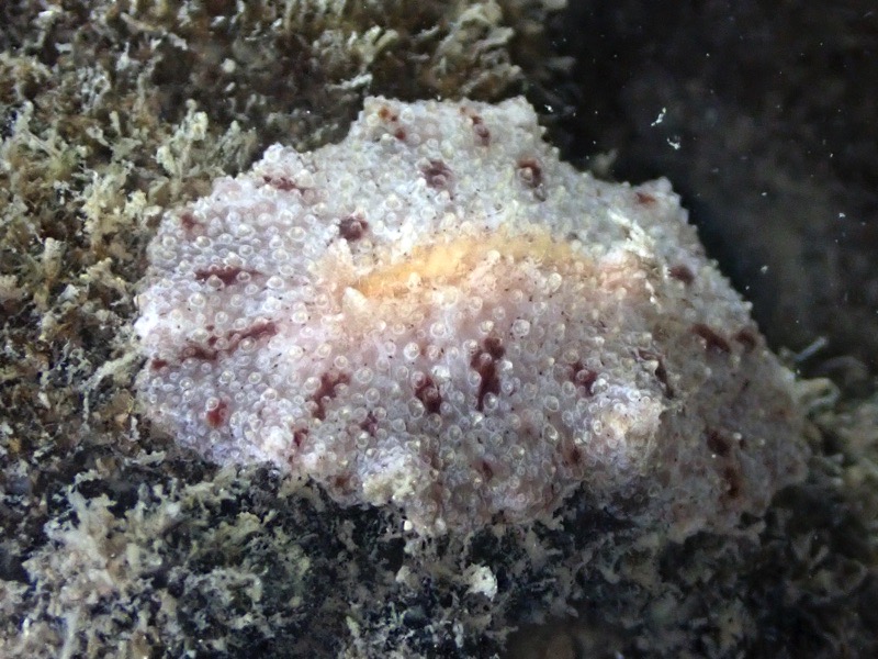 r0002a