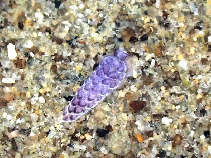 r0002a