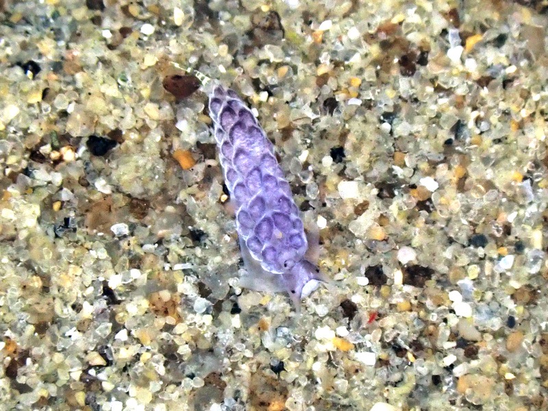 r0002a