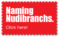 Naming Nudibranchs