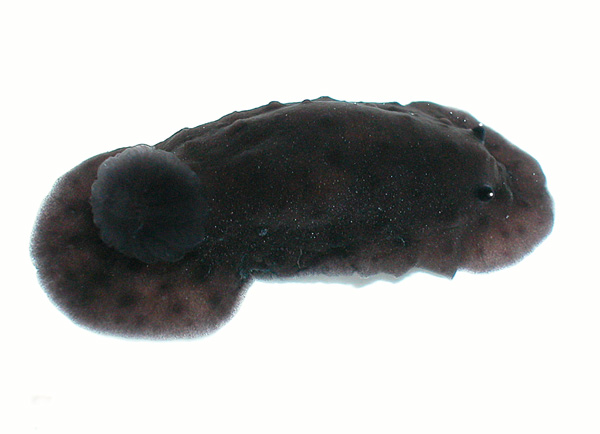 3539a