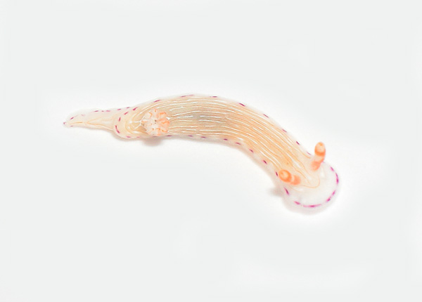 5016a
