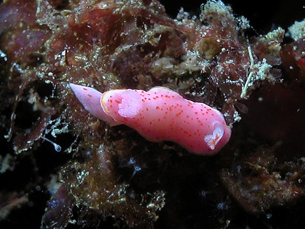 4543a