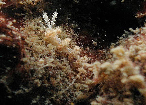 2004a