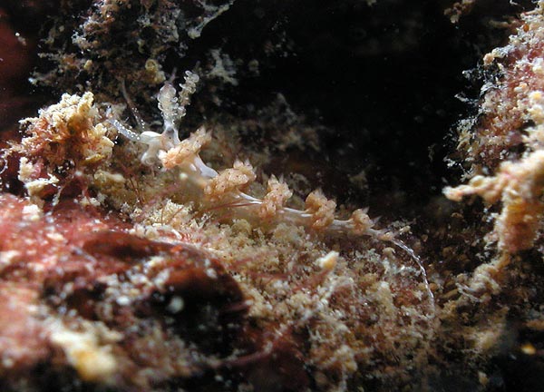 2008a