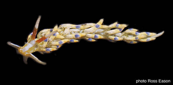 r0017a