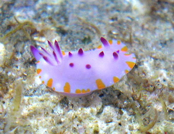 r0002a