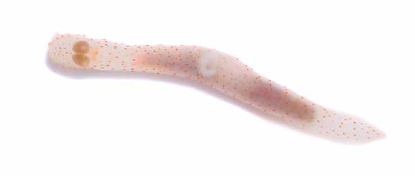 5713a