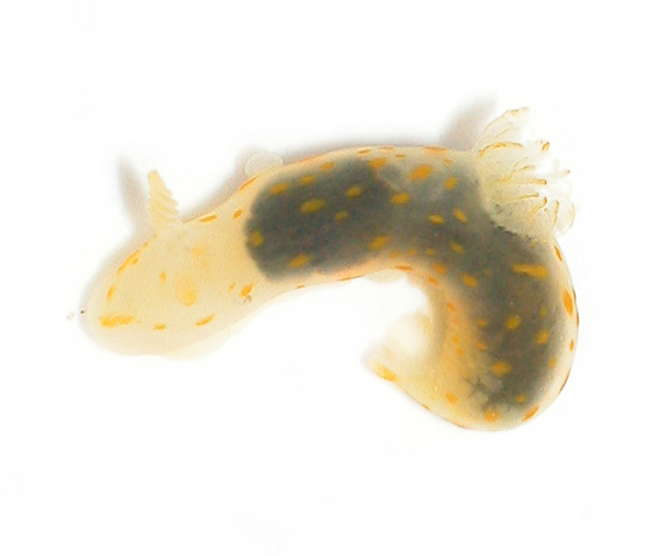 r0007a