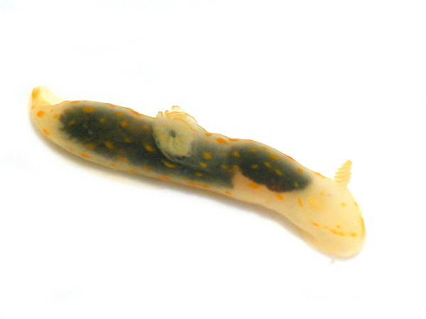 r0008a
