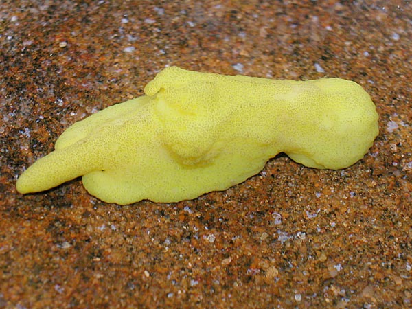 4506a