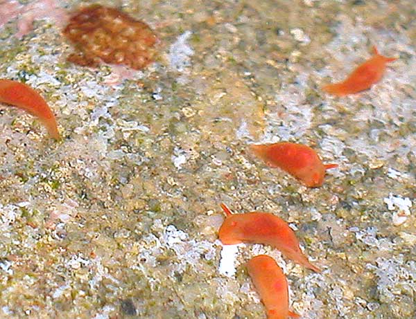 r0002a