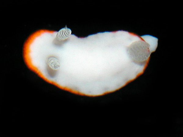2320aa