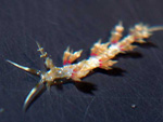 dorid
