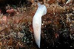 dorid