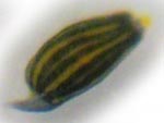 dorid