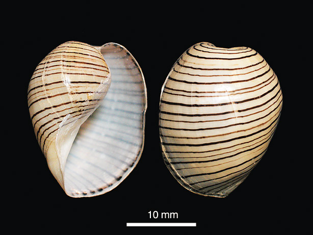 shell