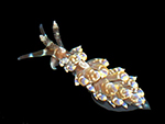 Baeolidia major