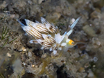 dorid