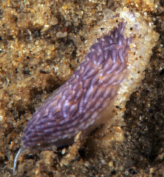 r0002a