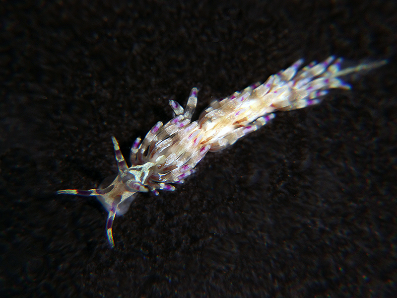 r0002a