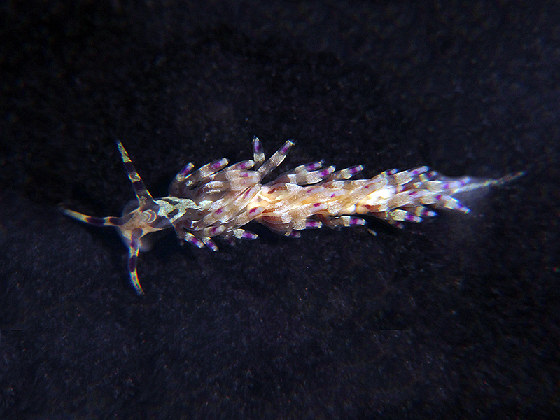 r0002a
