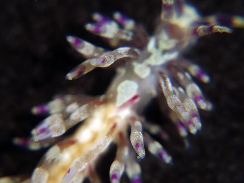 r0002a