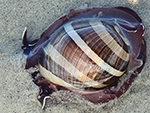 3799a