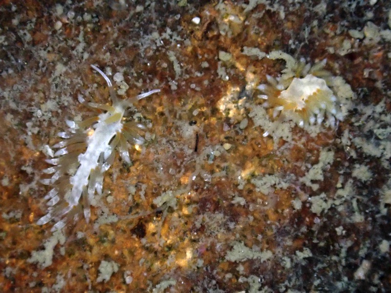 r0002a