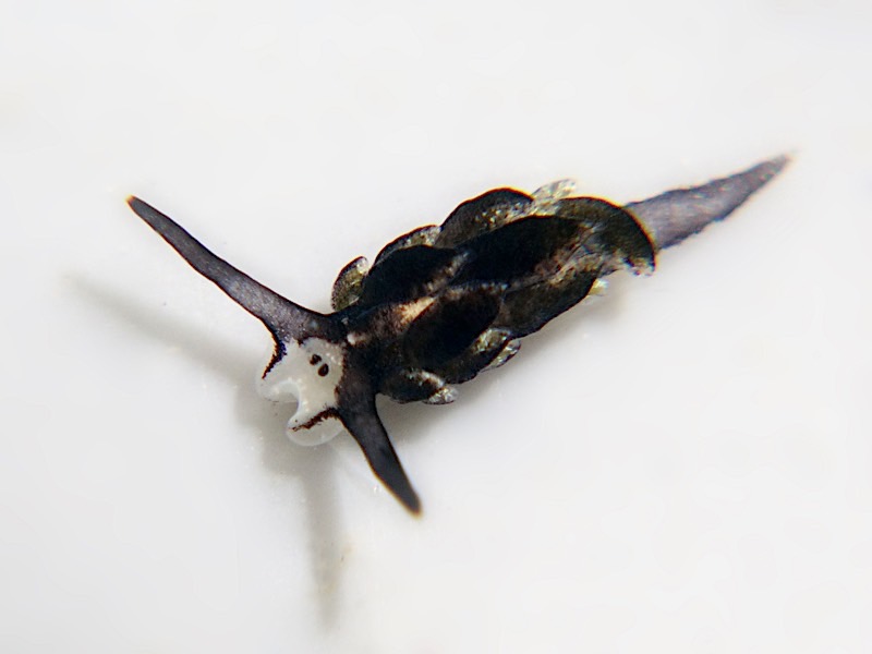 4149a