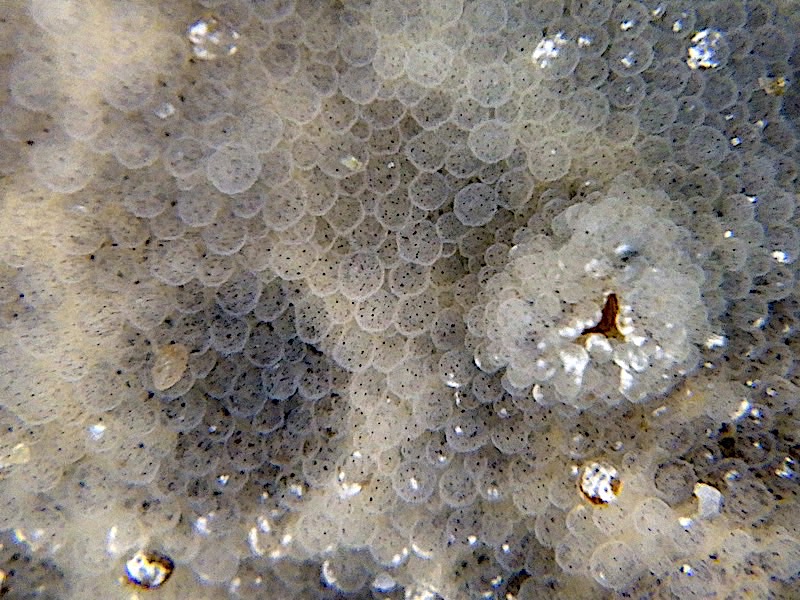 4149a