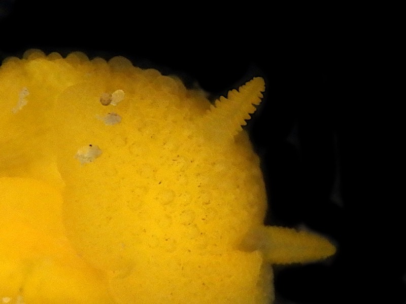 3781