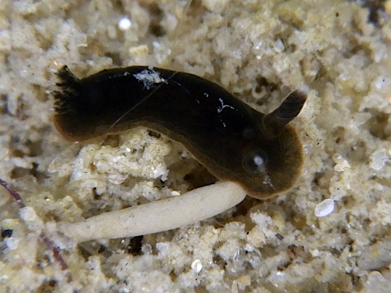 3781