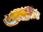 3799a
