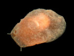 3799a