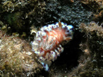 4339at