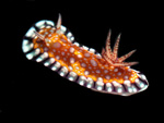3799a