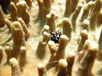 Cowrie1671